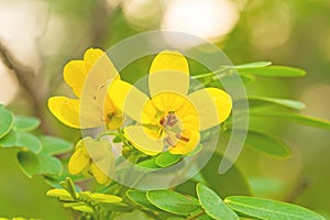 Closed up yellow flower American Cassia or Golden Wonder