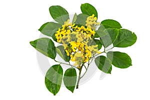 Closed up yellow flower of Burmese Rosewood or Pterocarpus indi