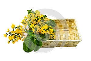 Closed up yellow flower of Burmese Rosewood or Pterocarpus indicus Willd,Burma Padauk and green leaf in basket isolated on white