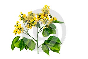 Closed up yellow flower of Burmese Rosewood or Pterocarpus indicus Willd,Burma Padauk and green leaf isolated on white background.