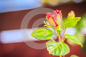 Closed up of young Hibiscus Rosa-Sinensis 'Ritzy' also known as