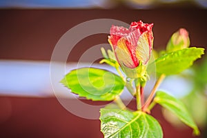 Closed up of young Hibiscus Rosa-Sinensis 'Ritzy' also known as