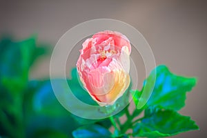 Closed up of young Hibiscus Rosa-Sinensis 'Ritzy' also known as