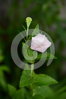 Closed white Balloon Flower perennial plant