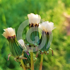 Closed white fluffy dandelion flowers on green grass background