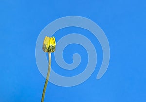 Closed yellow chrysanthemum flower isolated against a blue background. Summer concept with copy space