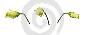 Closed yellow eustoma buds prairie gentian isolated on white background. Set of images.