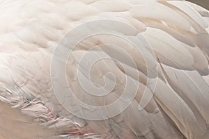 Closedup flamingo feathers texture photo