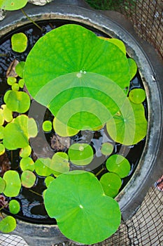 Closedup green lotus leaves photo