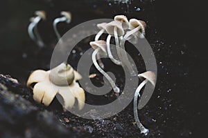 Closedup group of gathering mushrooms in tropical forest.