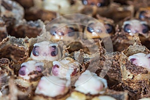 Closedup grub wasp in nest
