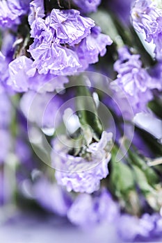 Closedup of purple statice flower background use for decoration