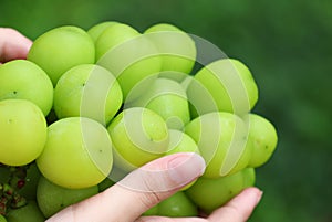 Closedup Shine Muscat sweet grapes with female hands