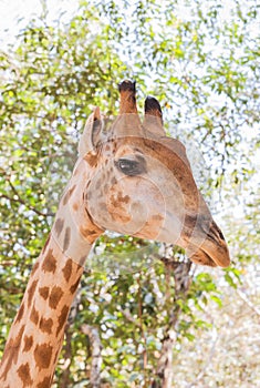 CloseGiraffe Giraffa camelopardalis in nature