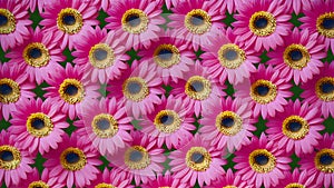 Closely arranged symmetrically aligned pink gerbera flower display