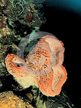 Closely of the Salvador Dali sponge which is on a steep cliff