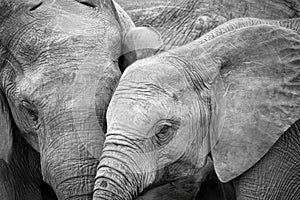 The closeness of two elephants