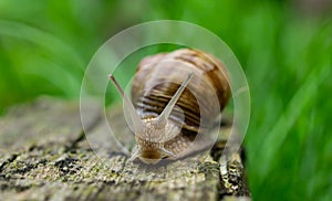 Closeop Snail crawls on a wooden board, blurred background