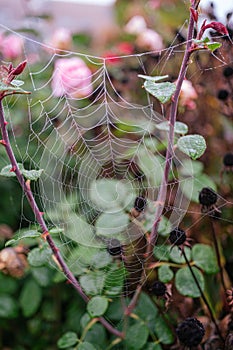 Closeop of a spider web on a garden rose bush