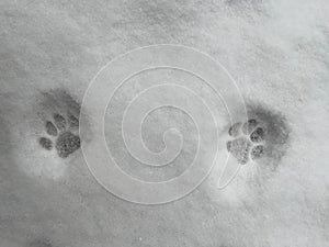 Closep of cat paws on a snow