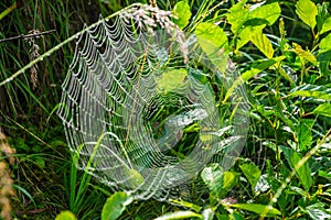 Closep of cobweb on fresh green grass in Haute-Savoie in France