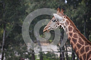 Closep of a giraffe eating grass in a zoo with a blurry background