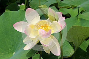 Closep of lotus bud and lotus flower with carpellary receptacle of lotus Nelumbo nucifera