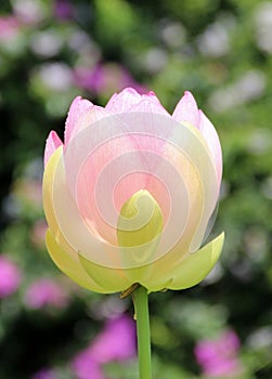 Closep of lotus Nelumbo nucifera bud in advanced stage of bloom