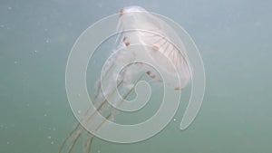 Closep-up of Compass jellyfish, Chrysaora hysoscella, swim in the water in North Sea, Netherlands, Europe. Underwater