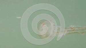 Closep-up of Compass jellyfish, Chrysaora hysoscella, swim in the water in North Sea, Netherlands, Europe. Underwater