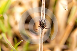 CLosep view of tick in the forest near grass.