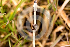 CLosep view of tick in the forest near grass.