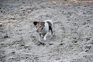 Closer and front view of a tri color jack russell terrier running along the sand looking away in meppen emsland germany