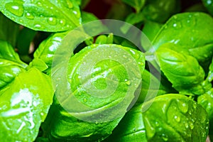 Closer look at basil leaves, freshened with water