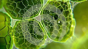 A closer look at a chloroplast the green pigmentfilled organelle found in plants that helps with photosynthesis. . AI