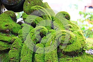 A Closer Look at Green Moss on an Island of Old Cement: Nature\'s Vibrant Texture in Decay