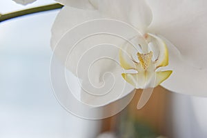 Closer look at the head of white orchid