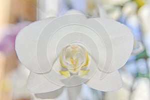 Closer look at the head of white orchid