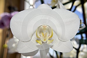 Closer look at the head of white orchid