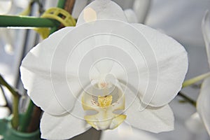 Closer look at the head of white orchid