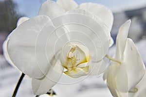 Closer look at the head of white orchid