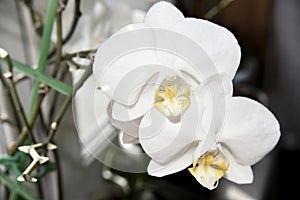 Closer look at the head of white orchid