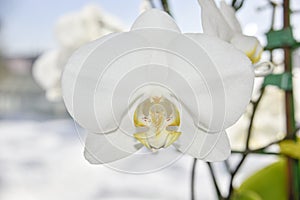 Closer look at the head of white orchid