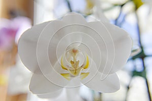 Closer look at the head of white orchid with the light from the back side