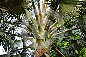 A closer look at a palm tree.