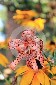 A closer look to a tiger lily flower