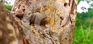 Closer look of a tree's bark