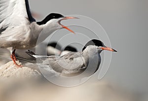 Closer look of White-cheeked Terns