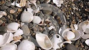 Closer look of the white seashells in Koijigahama Beach in Tahara Japan