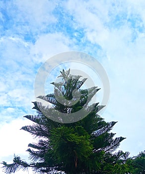 Closer shot of twigs of a pinetree